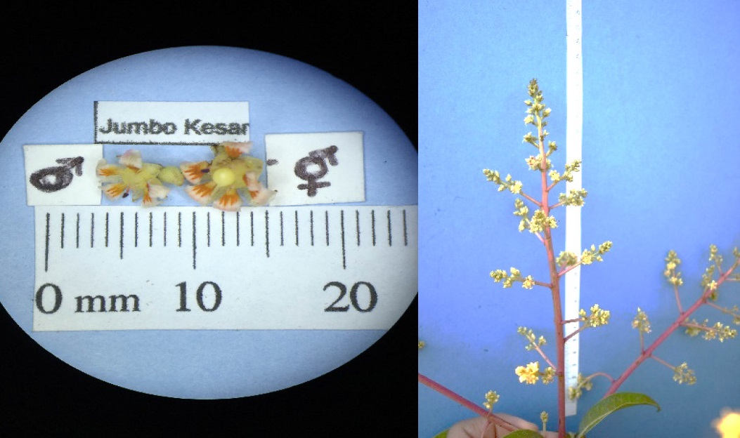 ‘Jumbo Kesar’ Flowers ‘Jumbo Kesar’ Flowers